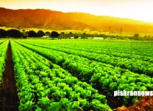 تحویل بدون وقفه سوخت مورد نیاز بخش کشاورزی استان اردبیل / رشد ۲۰ درصدی مصرف سوخت