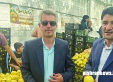 استقبال ۵ هزار نفری از هفتمین جشنواره ملی «به» در گیوی